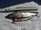 Probebefischung Dez.2009 017.jpg